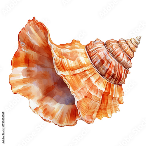 Seashell, watercolor painting vector, isolated on a white background.