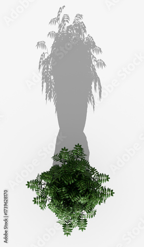 Outdoor plant shadow from top view. Plant shadow in sunlight. isolated on white background . 3D rendering