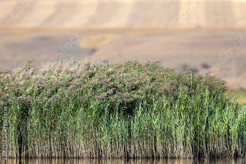 Flowering common reed (Phragmites australis) photographed against a backdrop of mown grain fields