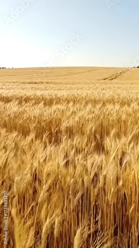 Golden wheat field swaying in the breeze under a clear blue sky, with distant trees lining the horizon
