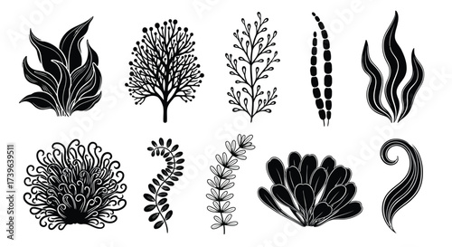 Vector illustration of assortment of black silhouette aquatic plants and seaweed varieties