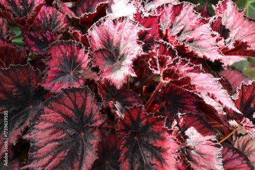 赤い葉っぱをしたベゴニア