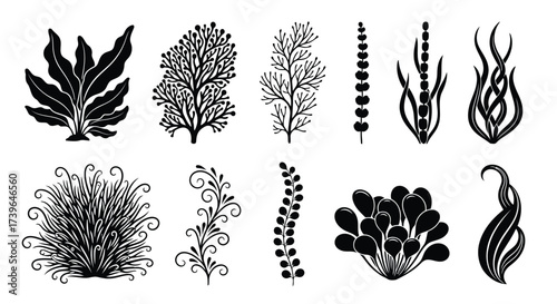 Vector illustration of assortment of eleven black silhouette illustrations of various aquatic plants and seaweed