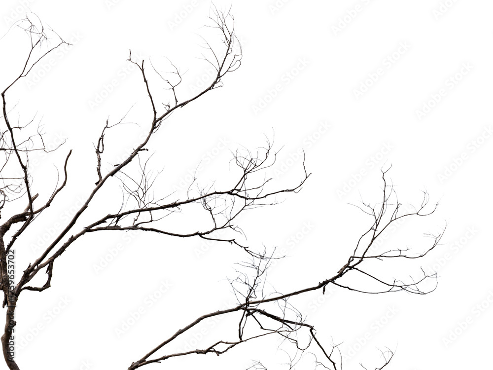 Fototapeta premium Bare dead tree silhouette with branches against a winter sky, a black vector illustration of nature's cold design