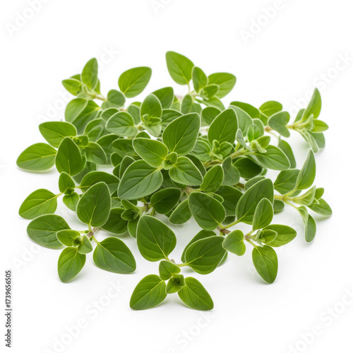 Fresh Oregano Sprigs Culinary Herb Aromatic Leaves