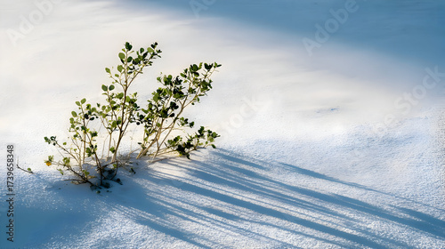 Small green bush on white sand desert landscape

