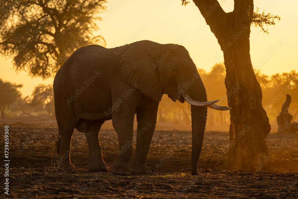 Fototapeta premium African elephant stands by tree at sunrise
