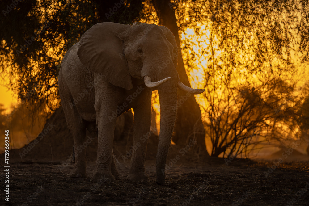 Fototapeta premium African elephant stands in trees at sunrise