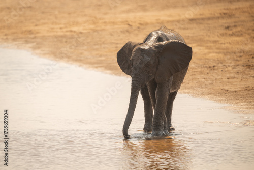 Fototapeta African elephant stands drinking from sandy shallows