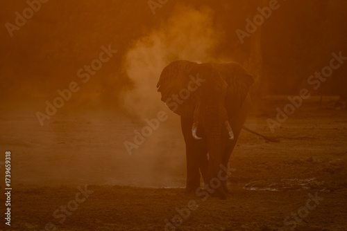 Photography African elephant stands in cloud of dust