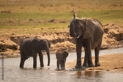 African elephant stands squirting water with calves