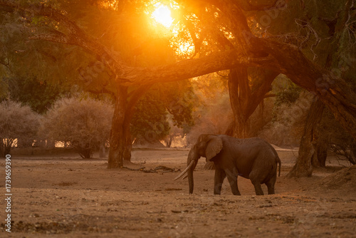 African elephant stands in woodland at sunset