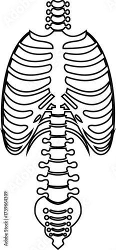 Human rib cage spine skeleton icon isolated on transparent background in black style, anatomy chest thorax bones medical illustration vector design element