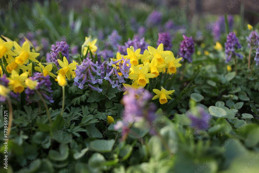 Obraz premium Purple and yellow flowers in a spring garden. Narcissus and corydalis.