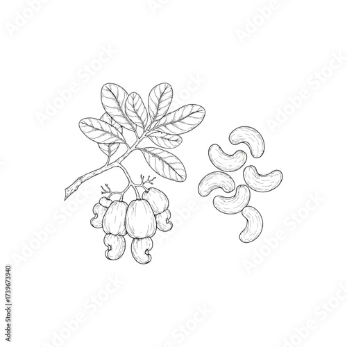 Cashew nuts isolated on white background