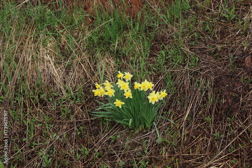 daffodils in early spring