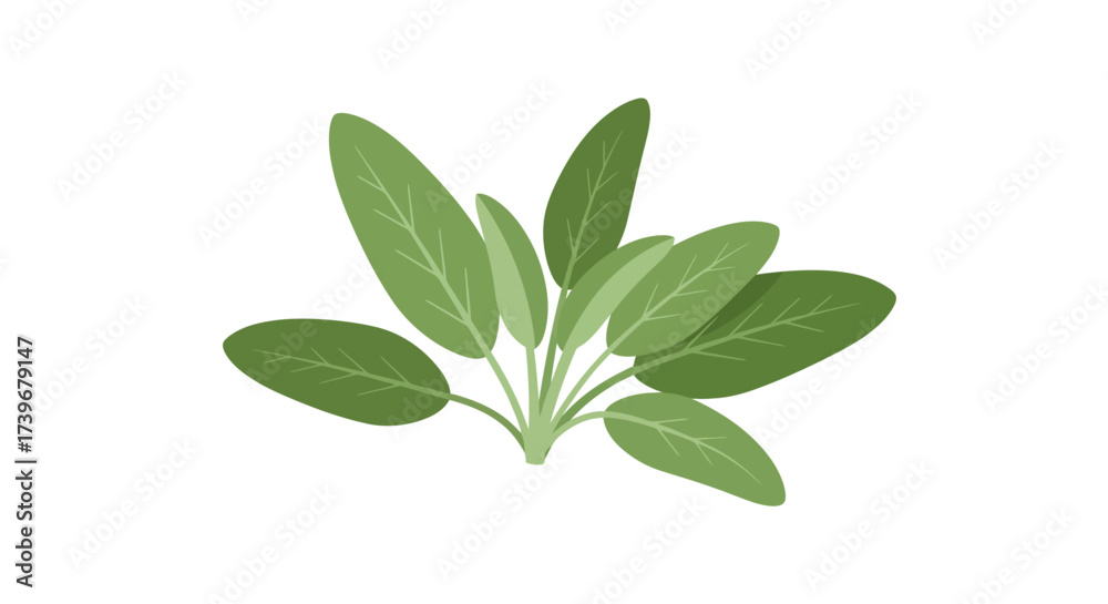 Naklejka premium A small bunch of fresh sage leaves is depicted