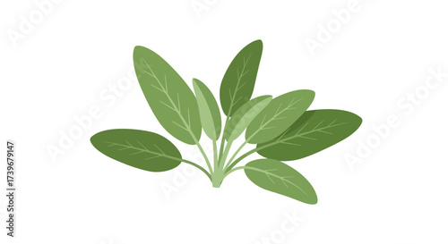 A small bunch of fresh sage leaves is depicted