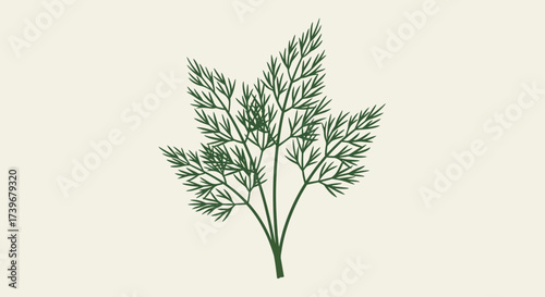 A sprig of dill with delicate feathery leaves against an offwhite background