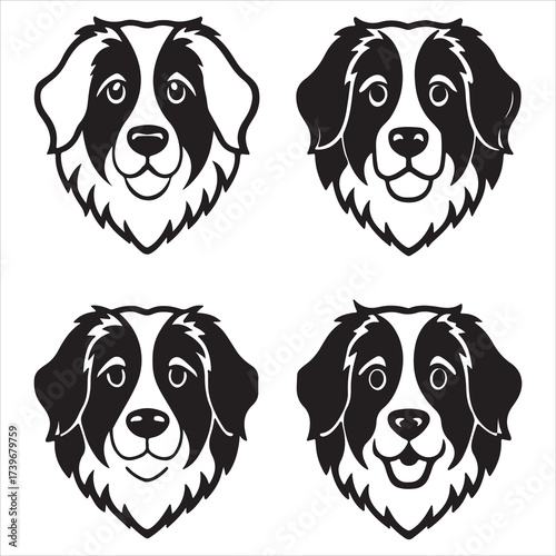 A Gentle Giant Bernese Mountain Dog, the Loyal Swiss Alps Draft Dog, Known for its Sturdy Build and Striking Tri Color Long Coat, a Perfect Affectionate Companion