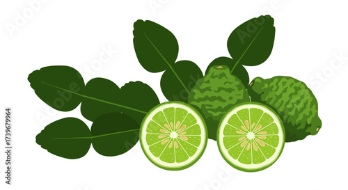 Bergamot fruits and leaves with bright green hues Two halves are sliced open exposing the inner parts