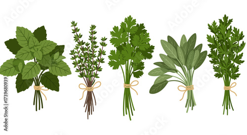 Five tied bunches of herbs basil thyme parsley sage and curly parsley against a white background