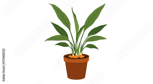 Plant with long green leaves in a brown pot with orange tubers emerging