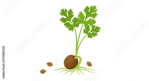 Seedling of cilantro small with green leafy leaves  tan roots sprouting from a round seed Small seeds sit on ground