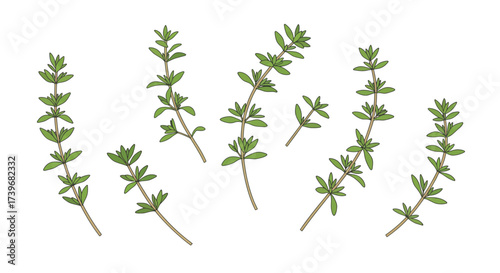 Seven thyme sprigs are isolated on a white background exhibiting tiny light green leaves