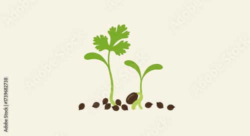 Two coriander seedlings sprout amidst brown seeds on an ecru background