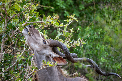 South Africa, Kruger National Park, Greater Kudu (Tragelaphus strepsiceros), male