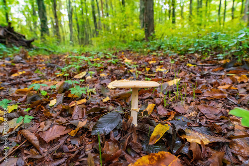 Amanita daucipes mushroom in the autumn forest