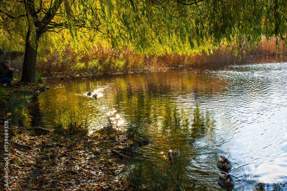 Fototapeta premium A landscape view of a lake with trees in autumn color with mirror reflection and water fowl at Wollaton Country and Deer Park in Nottingham, UK.