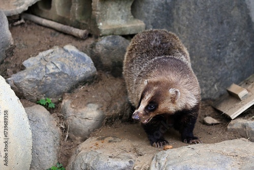 横を向いたニホンアナグマのポートレート