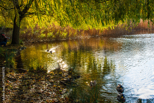 Wallpaper Mural A landscape view of a lake with trees in autumn color with mirror reflection and water fowl at Wollaton Country and Deer Park in Nottingham, UK. Torontodigital.ca