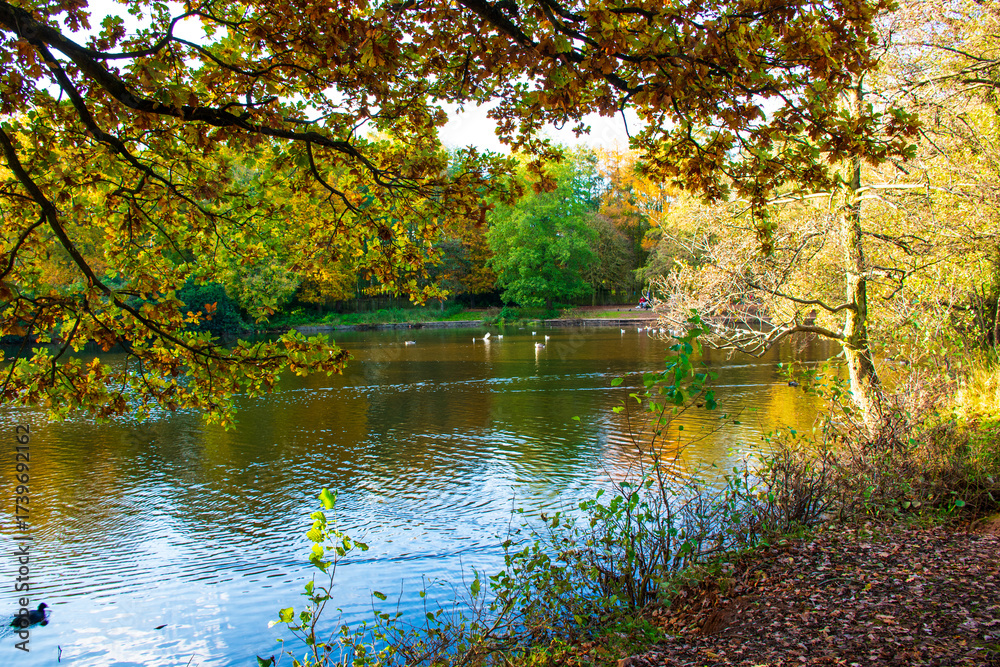 Fototapeta premium A landscape view of a lake with trees in autumn color with mirror reflection at Wollaton Country and Deer Park in Nottingham, UK.