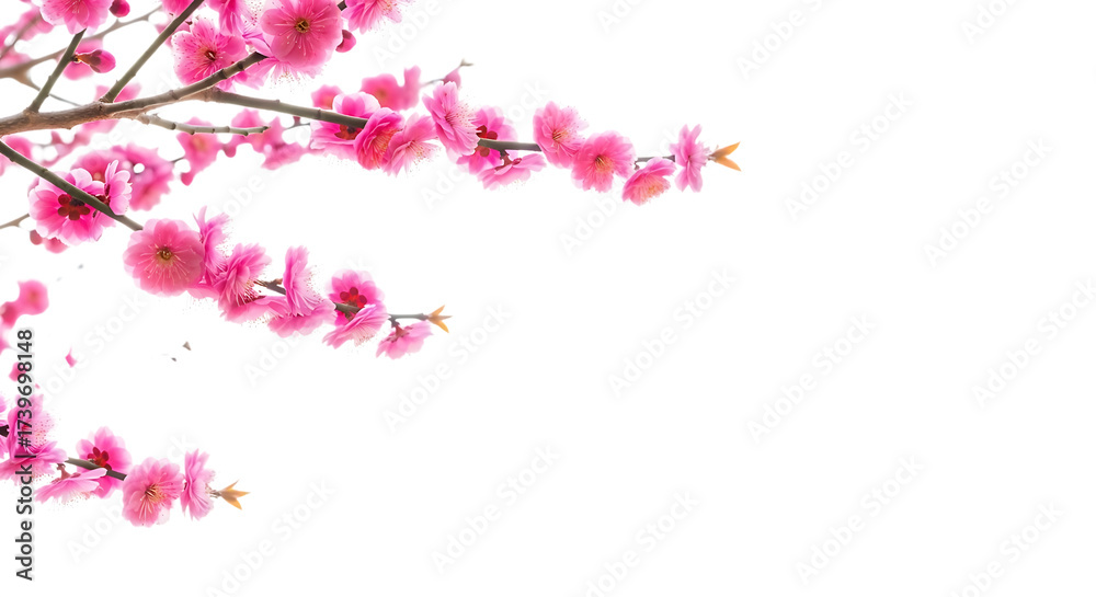 Naklejka premium Delicate pink plum blossoms on a branch, isolated on transparent background, symbolizing spring and new beginnings