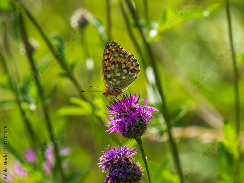 Dark Green Fritillary Feeding on a Thistle