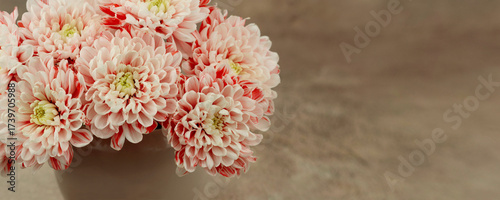 A bouquet of chrysanthemums in a vase on a brown background, panoramic view. Close-up of the red and white flowers. There's space for text.