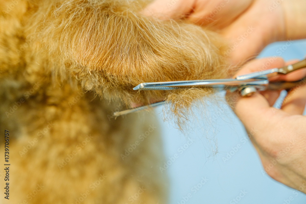 Obraz premium At a pet grooming salon, a middle-aged male groomer is trimming the fur of an adorable Poodle dog with scissors