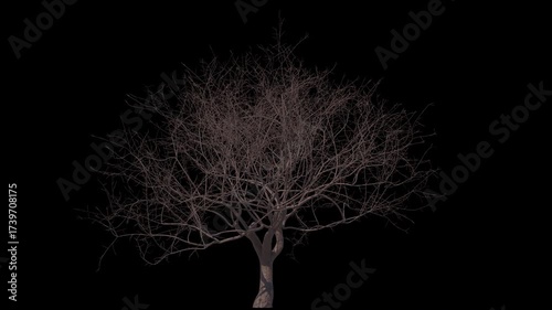 Bare sakura with soft wind and alpha channel (ProRes, 4K).  3D generated seamless looping FX animation footage
