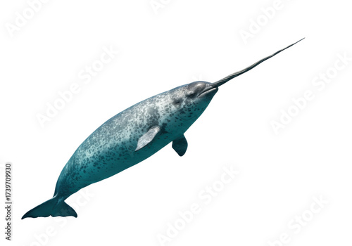 Photography Isolated Narwhal with Long Tusk Swimming in the Ocean, Unusual Marine Mammal, Ar