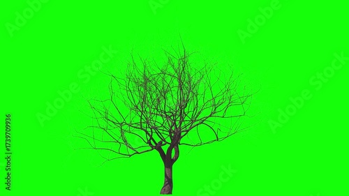 Bare sakura with soft wind and green screen.  3D generated seamless looping FX animation footage
