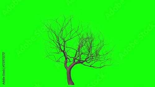 Bare sakura with soft wind and green screen.  3D generated seamless looping FX animation footage
