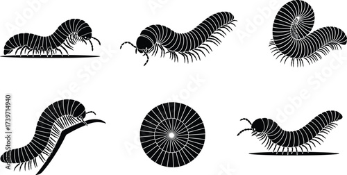 Millipede silhouette illustration set, crawling pose, coiled top view, segmented body, insect motion, vector design