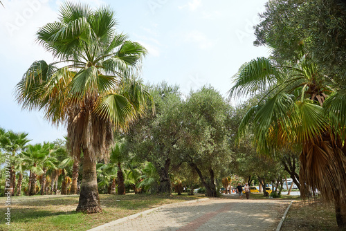Palm alley in Turkey, Antalya province
