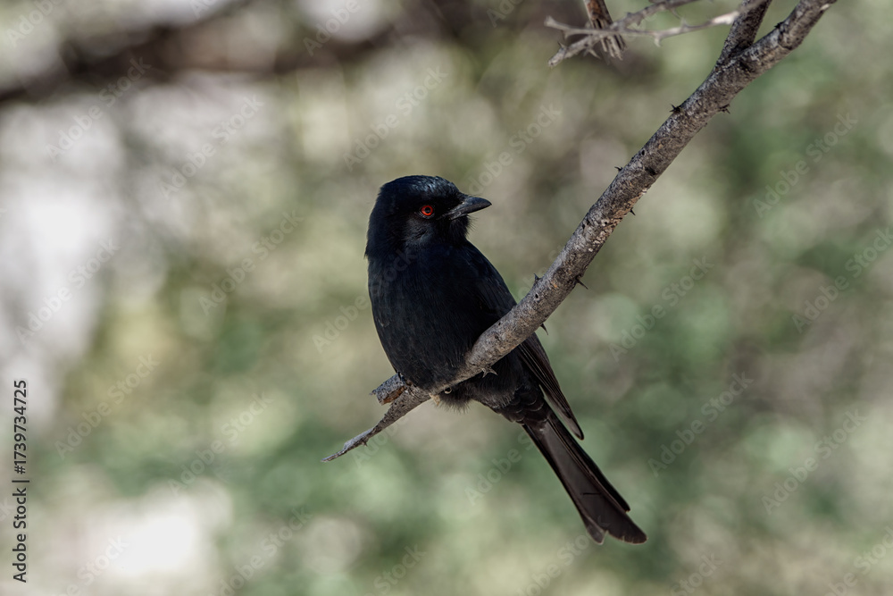 Obraz premium Drongo brillant