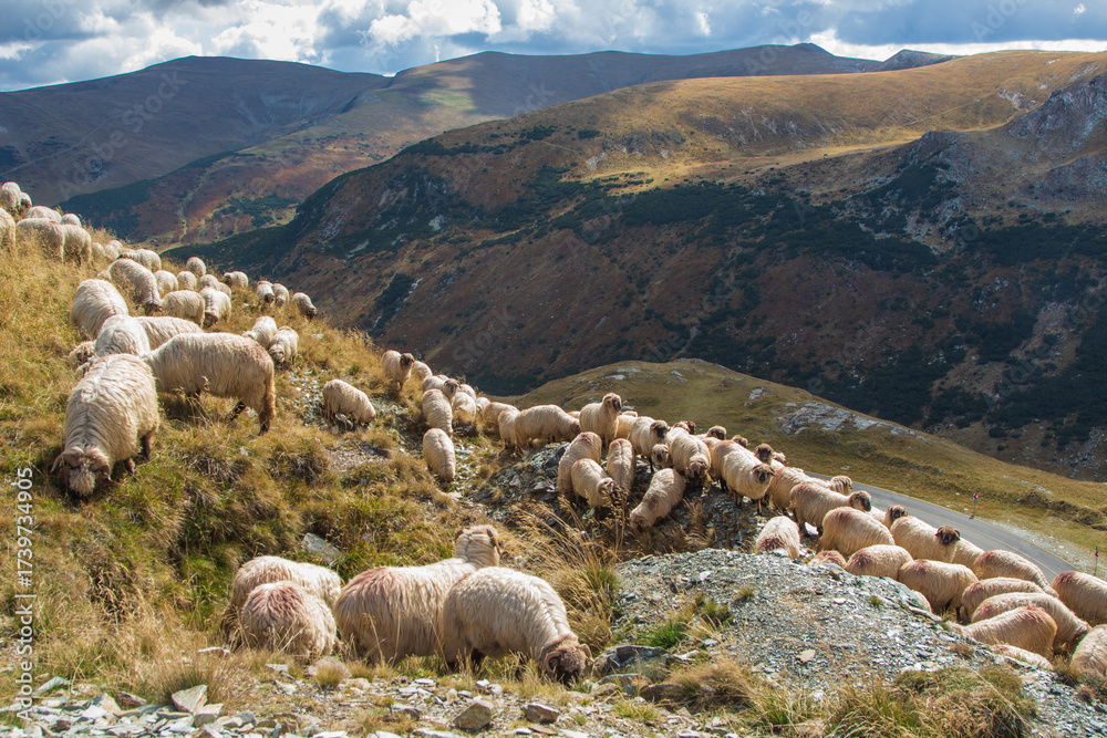 Fototapeta premium The Transalpina or DN67C is a 148 km national road located in the Parâng Mountains group, Southern Carpathians of Romania, one of the highest roads of the Carpathian Mountains