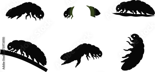 Tardigrade silhouette illustration set, microscopic extremophile, crawling pose, segmented body, clawed limbs, vector design
