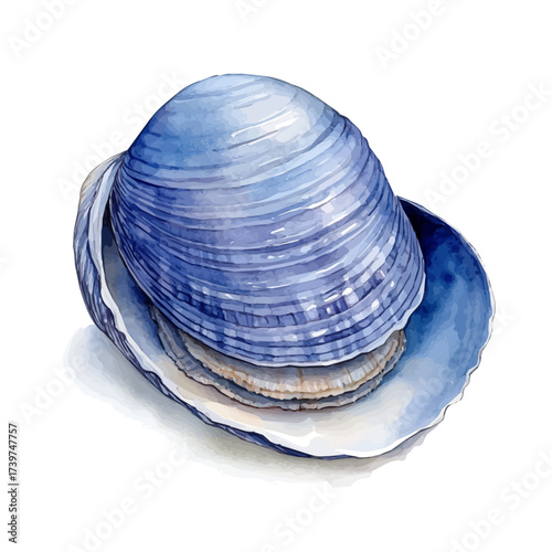 watercolor vector of Clam, isolated on a white background.